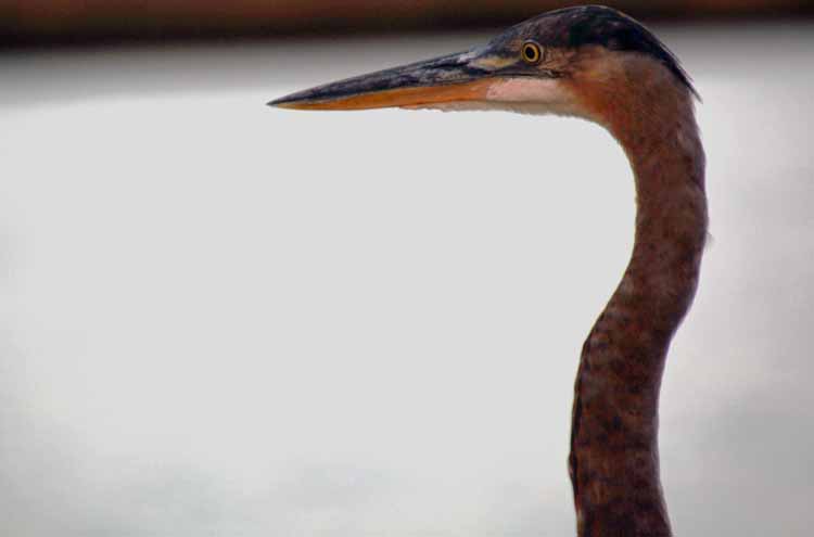 head of blue heron